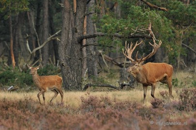 DSC_1732 Brons Veluwe