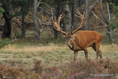 DSC_1745 Brons Veluwe