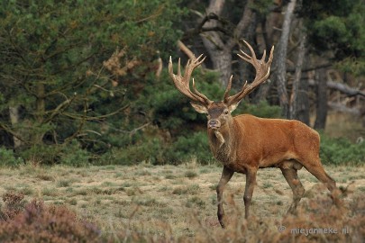 DSC_1748 Brons Veluwe