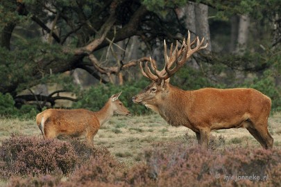 DSC_1764 Brons Veluwe