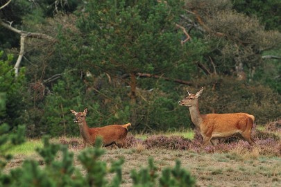 DSC_1788 Brons Veluwe