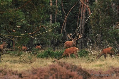 DSC_1821 Brons Veluwe