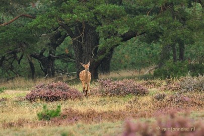 DSC_1851 Brons Veluwe