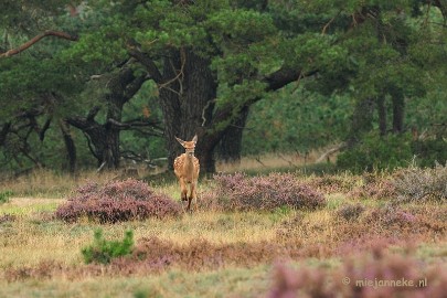 DSC_1851 Brons Veluwe