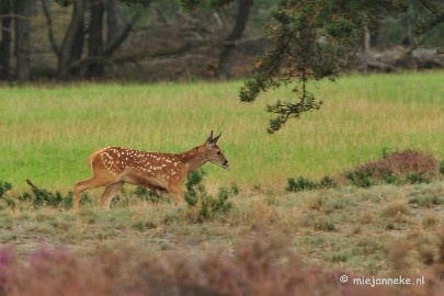 DSC_1861 Brons Veluwe