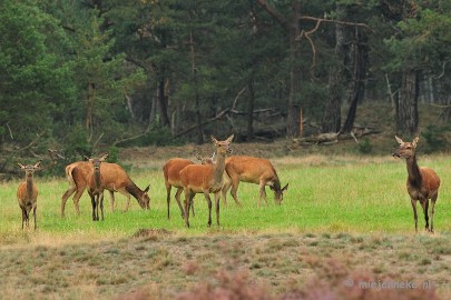 DSC_1864 Brons Veluwe