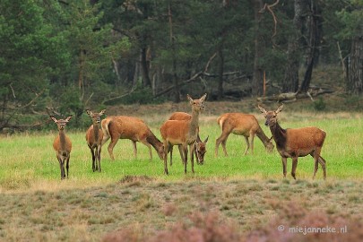 DSC_1867 Brons Veluwe