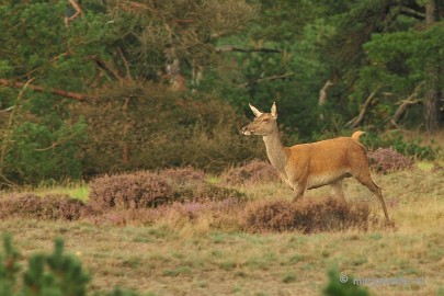 DSC_1912 Brons Veluwe