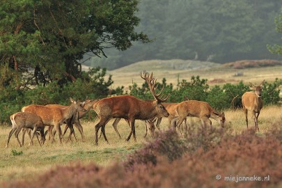 DSC_1965 Brons Veluwe