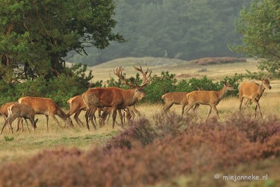 DSC_1969 Brons Veluwe