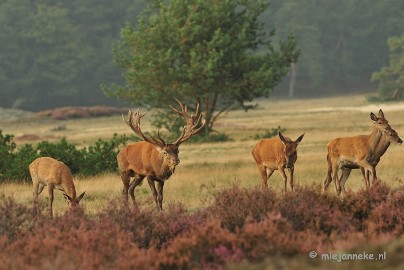 DSC_1982 Brons Veluwe