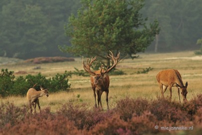 DSC_1983 Brons Veluwe