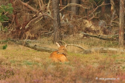 DSC_2017 Brons Veluwe