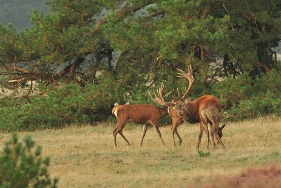 DSC_2044 Brons Veluwe