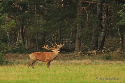 DSC_2089 Brons Veluwe