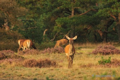 DSC_2101 Brons Veluwe