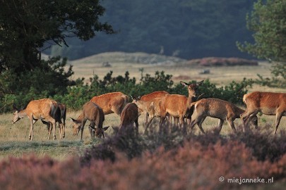 DSC_2186 Brons Veluwe