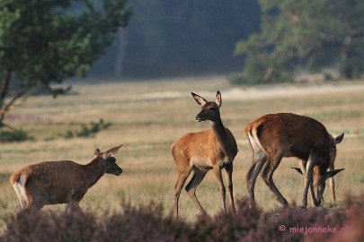 DSC_2214 Brons Veluwe