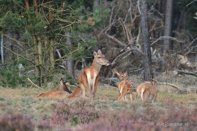 DSC_2340 Brons Veluwe