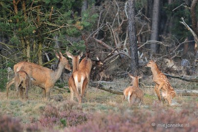 DSC_2354 Brons Veluwe