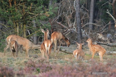 DSC_2356 Brons Veluwe