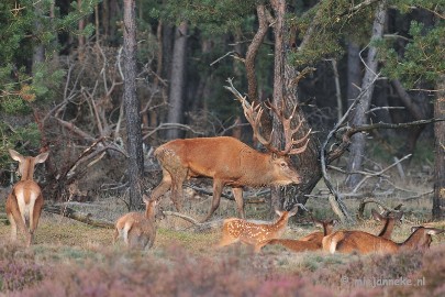 DSC_2366 Brons Veluwe