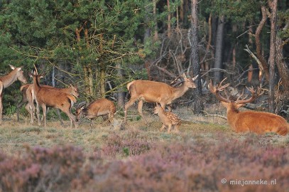 DSC_2452 Brons Veluwe