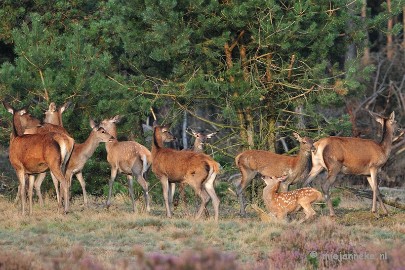 DSC_2459 Brons Veluwe