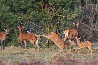 DSC_2465 Brons Veluwe