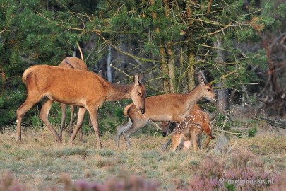 DSC_2480 Brons Veluwe