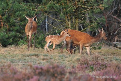 DSC_2486 Brons Veluwe