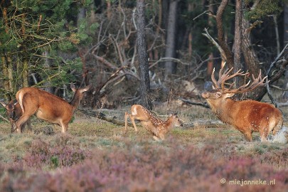 DSC_2489 Brons Veluwe