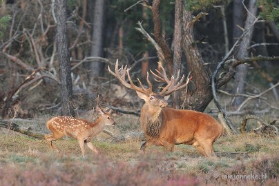 DSC_2492 Brons Veluwe