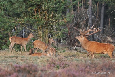 DSC_2508 Brons Veluwe