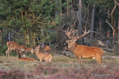 DSC_2513 Brons Veluwe