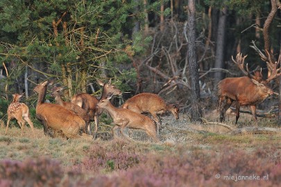 DSC_2536 Brons Veluwe