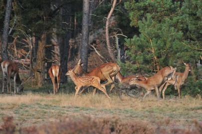 DSC_2541 Brons Veluwe