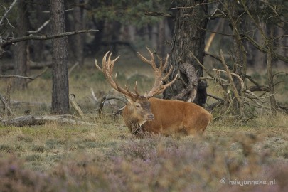 _DSC0239 Brons Veluwe