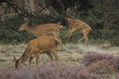 _DSC0292 Brons Veluwe