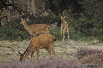 _DSC0294 Brons Veluwe