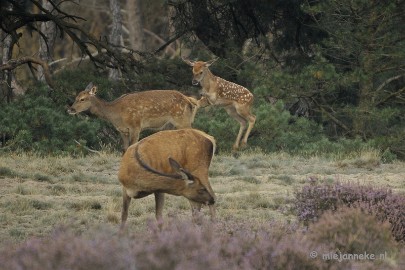 _DSC0296 Brons Veluwe