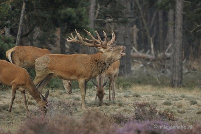 _DSC0309 Brons Veluwe