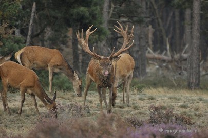 _DSC0319 Brons Veluwe