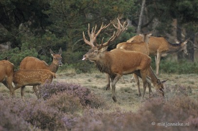 _DSC0327 Brons Veluwe