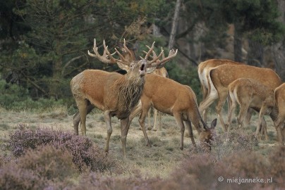 _DSC0341 Brons Veluwe