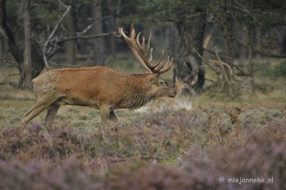 _DSC0358 Brons Veluwe