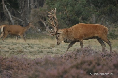 _DSC0385 Brons Veluwe