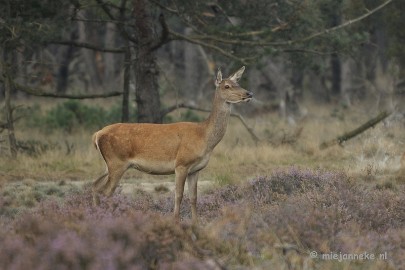 _DSC0409 Brons Veluwe