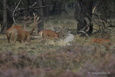 _DSC0446 Brons Veluwe