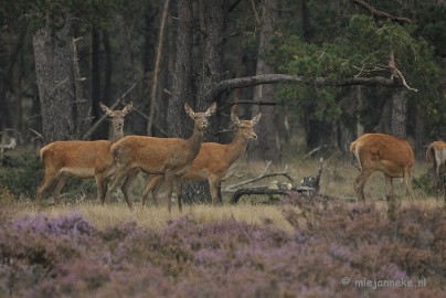 _DSC0594 Brons Veluwe